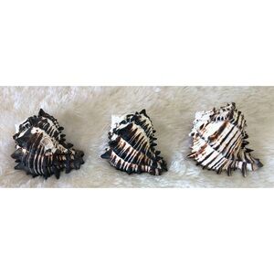(3) Hermit Crab Shells~BLACK MUREX CONCH Hexaplex Nigritus 5 inches